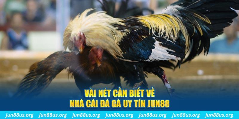 23 win Jones Chuối