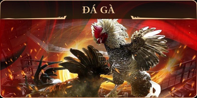 23 win đá gà trực tiếp campuchia